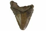 Bargain, Fossil Megalodon Tooth - Georgia #159749-1